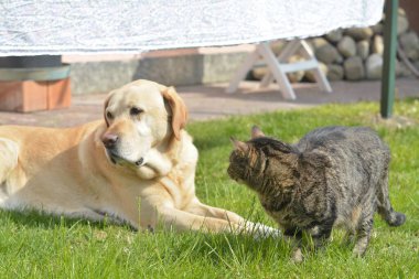 Parktaki kedi ve köpek