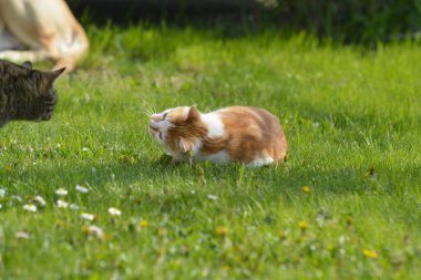 Köydeki bahçede çimlerin üzerinde iki kedi..