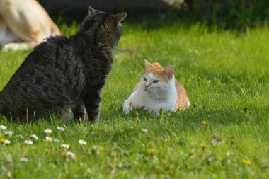 İki kedi çimlerin üzerinde yatıyor. Kediler çimenlerde oturuyor..