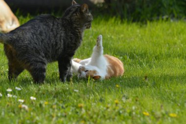 İki kedi çimenlerde oynuyor.