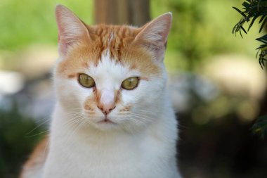 Kameraya bakan sevimli kızıl kedi portresi