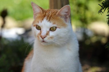 Beyaz bir kediye yaklaş.