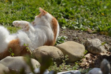 Tatlı kırmızı kedi yerde uyuyor.