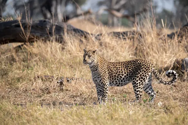 Afrika leoparı (panthera pardus) Güney Afrika 'daki Kruger Ulusal Parkı' nda.