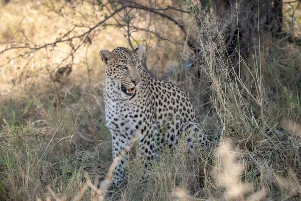Güney Afrika 'daki Kruger Park' taki leopar.