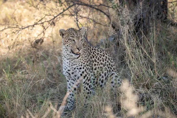 Kruger Ulusal Parkı 'nda Çita, Specie' de Güney Afrika