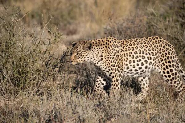 Leopar doğada, Kenya 'nın güneyinde.