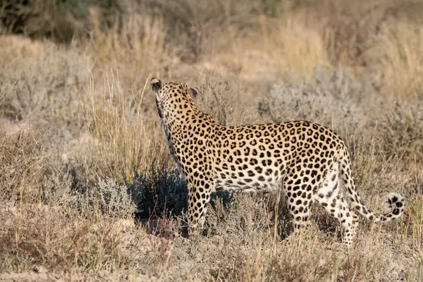 otların arasında yürüyüş leopar.