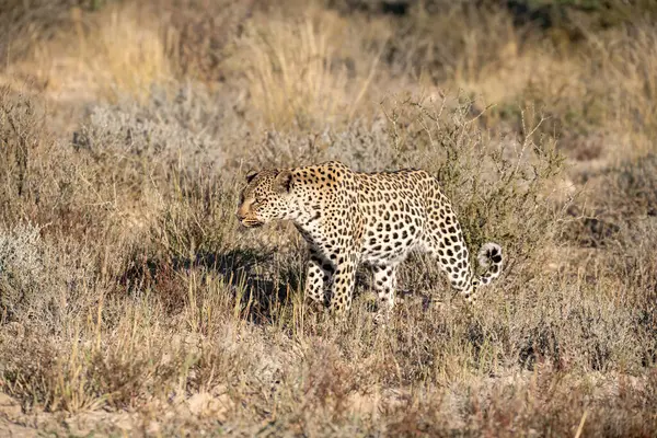 Kenya 'da güzel vahşi yaşam yerleri