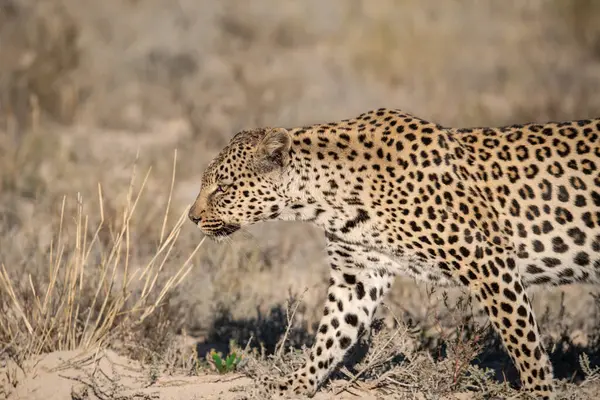 Kameranın doğru yürüyüş leopar