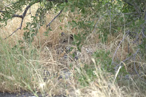 Kenya savanındaki aslan