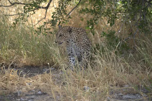 Çimlerde leopar, Kruger Milli Parkı