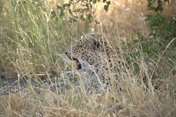 Namibya bozkırında leopar