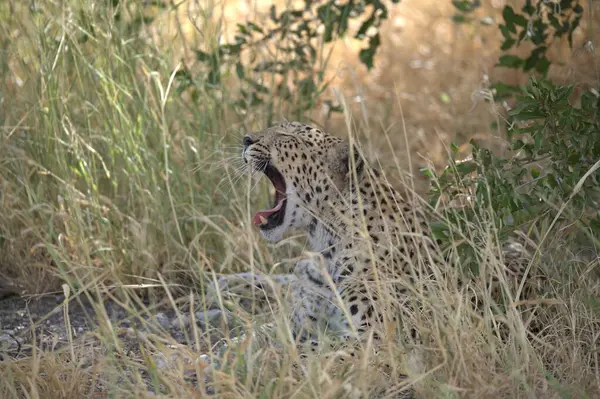 Leopar çimlerin üzerinde yatıyor.