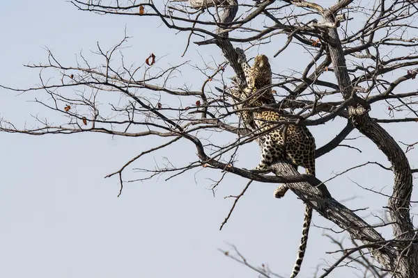 Leopar ağaçta oturuyor.