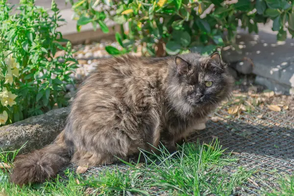Kedi bahçede oturuyor..