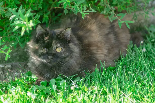 Bahçedeki kara kedi