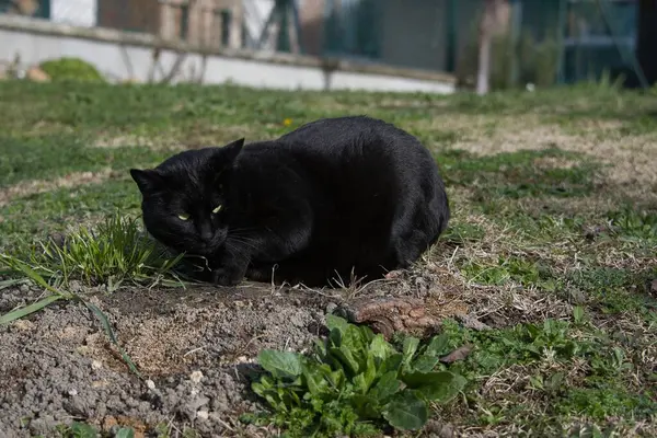 Çimenlerde yatan siyah bir kedi.