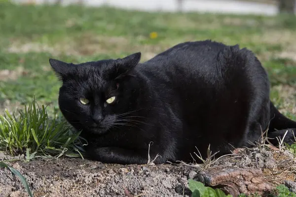 Siyah bir kedinin portresi