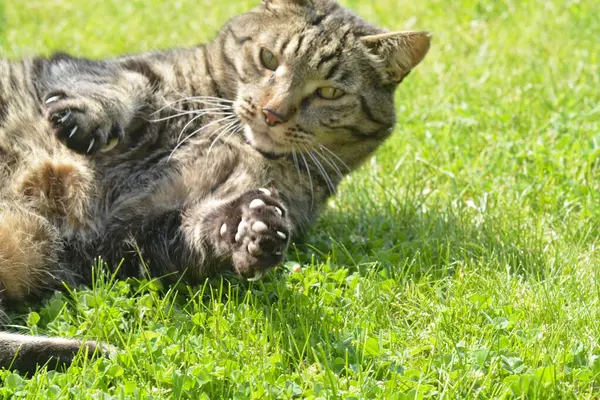 Çimlerin üzerindeki kedi