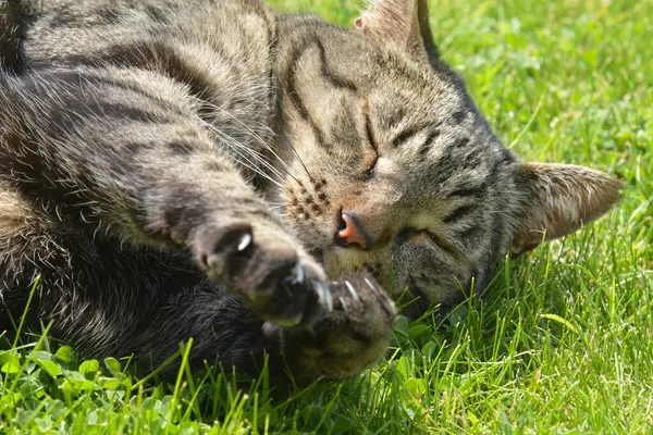 Bahçedeki siyah beyaz bir kedinin portresi.