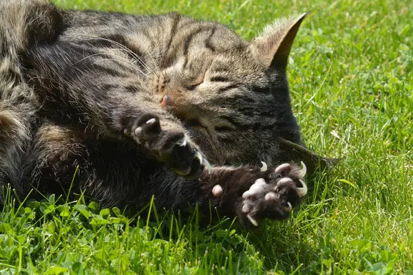 Kedi çimlerin üzerinde yatıyor.