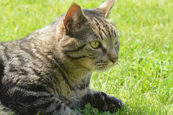 Yeşil çimenlikteki kedi