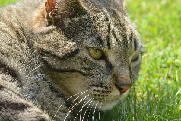 kedi yalan söylüyor