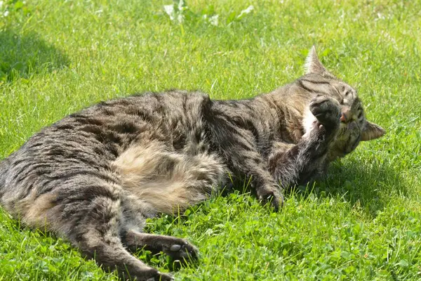 Çimenlerde yatan tekir kedi