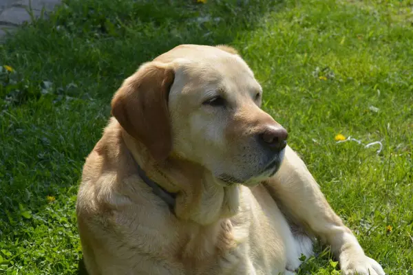 Labrador Retriever parkta.