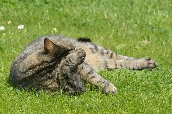 Yeşil bahçede tekir kedi