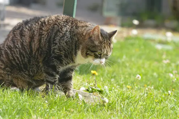 Kedi bahçede yemek yiyor.