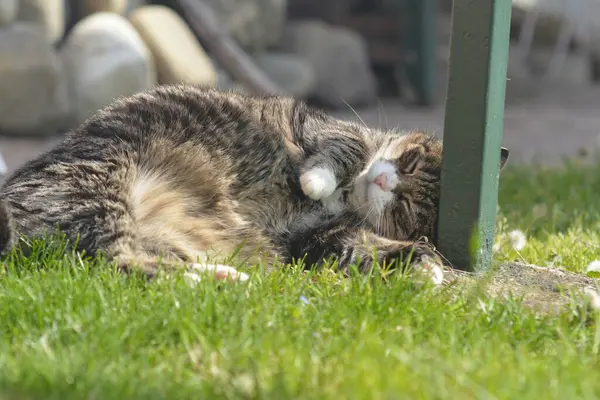 Şirin bir kedi yeşil çimlerde dinleniyor.