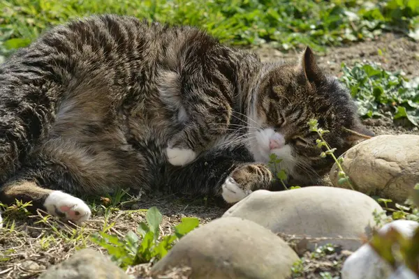 Şirin tekir kedi bahçede çimlerin üzerinde yatıyor.