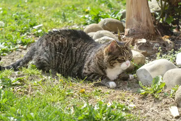 Bahçedeki sevimli kedi.