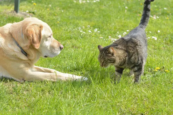 Kedi köpek oynuyorlar.