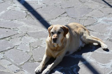 Sokakta yatan köpek