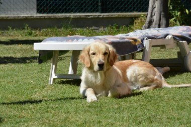 Köpek çimlerin üzerinde oturuyor.