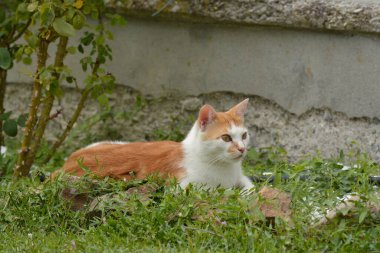 Bahçedeki kırmızı kedi