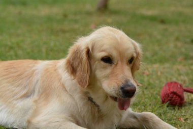 Çimlerin üzerinde sevimli bir köpek