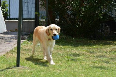 Şirin bir köpeğin portresi.