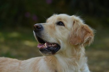 Şirin bir köpeğin portresi.