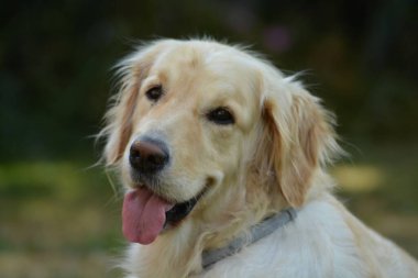 Şirin bir köpeğin portresi.