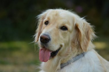 Bir köpeğin portresi.