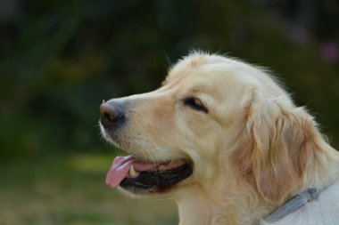 Şirin bir köpeğin portresi.