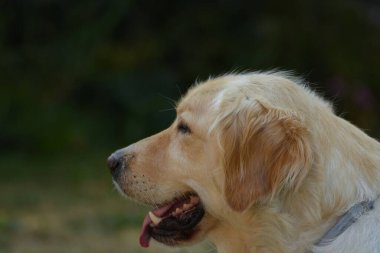 Şirin bir köpeğin portresi.