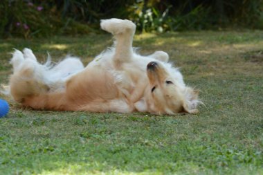 Köpek parkta topla oynuyor.