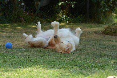 Şirin bir köpeğin portresi