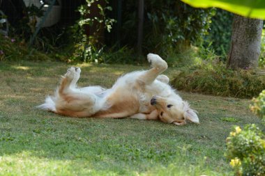 Bahçedeki sevimli köpek.