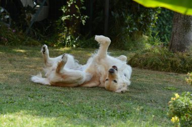 Bahçedeki beyaz köpek